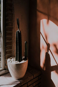 Close-up of potted plant by window at home