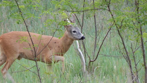 Deer in forest