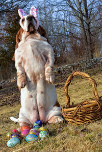 Portrait of a dog wearing easter costume 