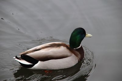 Duck swimming in a lake