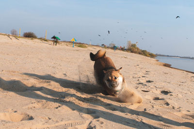 Dog relaxing on beach