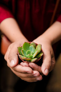 Hand holding a small succulent growing in a nutshell. miniature cactus. small succulent.