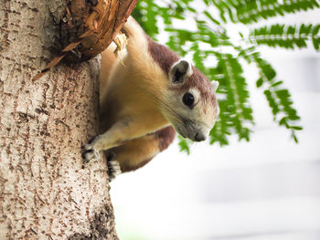 Close-up of squirrel on tree trunk