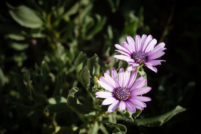 Close-up of purple flowers blooming outdoors