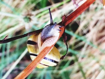 Close-up of insect perching on leaf