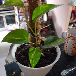 Close-up of potted plant