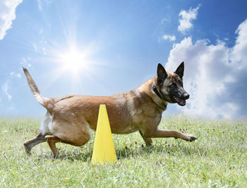 Dogs on grassy field against sky