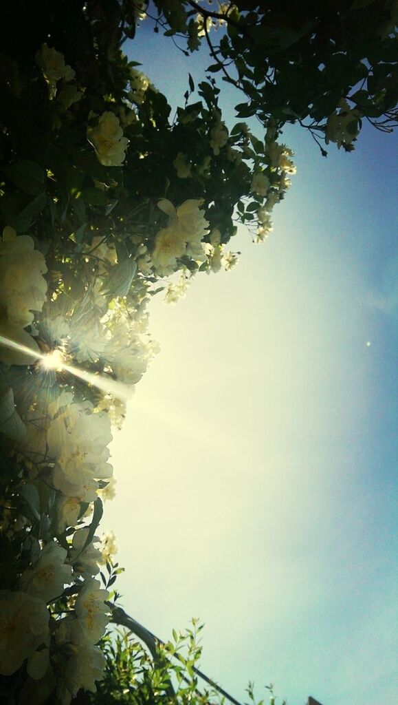 low angle view, tree, growth, branch, nature, beauty in nature, clear sky, sky, freshness, leaf, tranquility, white color, flower, day, blue, outdoors, no people, sunlight, fragility, twig