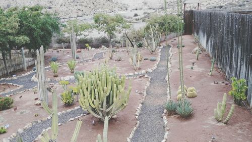 Plants growing in farm