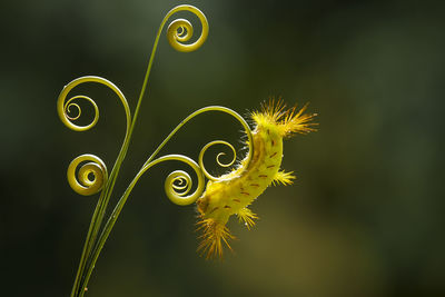 Fire caterpillar on leaf edge