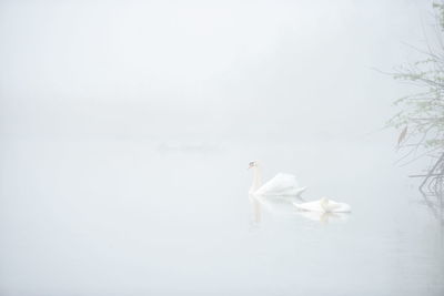 Close-up of swan swimming in lake against sky