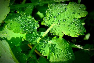 Close-up of wet plant leaves during rainy season