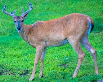 Portrait of deer standing on field