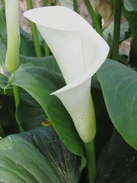 Close-up of white flower blooming outdoors
