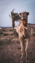 Portrait of dog standing in desert