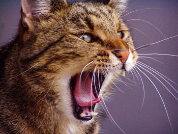 Close-up of cat yawning