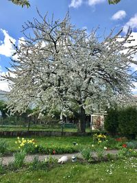 Fresh flowers on tree against sky