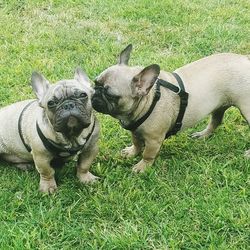 Two dogs on field