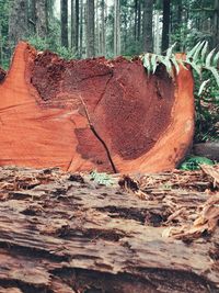 Close-up of tree trunk