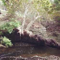 Scenic view of river amidst trees in forest