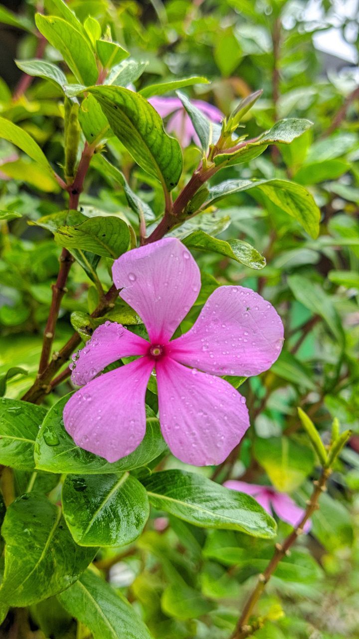 plant, flower, flowering plant, beauty in nature, freshness, leaf, plant part, growth, close-up, fragility, nature, petal, pink, green, inflorescence, flower head, no people, purple, outdoors, day, botany, focus on foreground, shrub, wildflower, springtime, tree, blossom