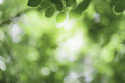 Defocused image of tree against blurred background