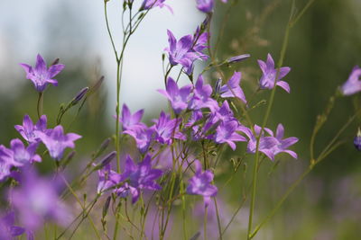 Close-up of purple flowering plants