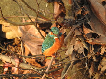 Close-up of bird perching on branch