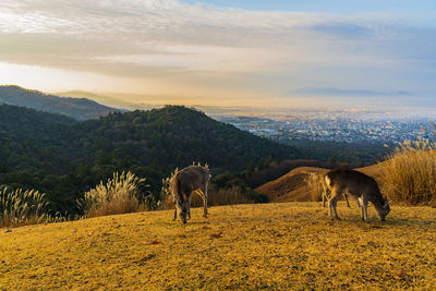 Sea of clouds and deer seen from mt. wakakusa, nara