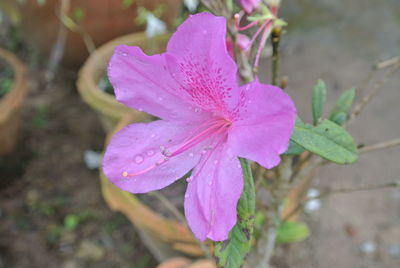 Close-up of wet pink flower