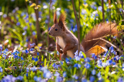 Close-up of squirrel
