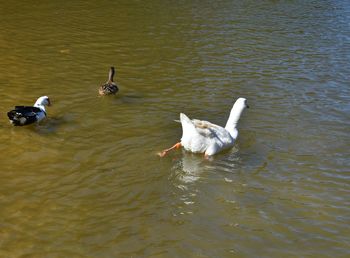 High angle view of ducks swimming in lake