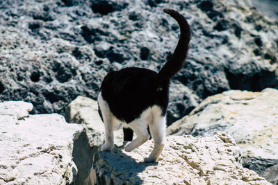 Black cat standing on rock
