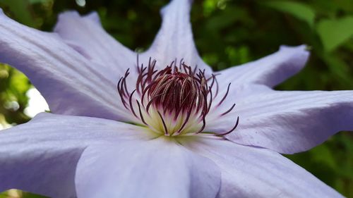 Close-up of flower blooming outdoors