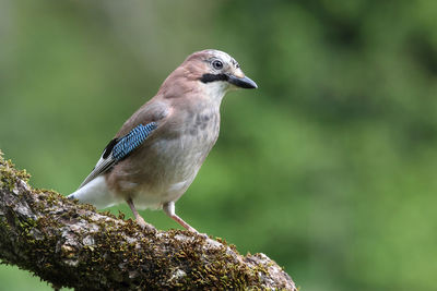 Close-up of bird perching on branch