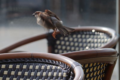 Close-up of bird in basket