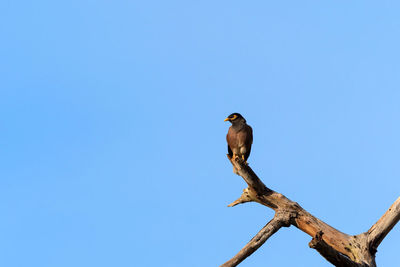 Low angle view of bird perching on branch against clear blue sky