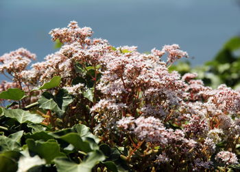 Close-up of flowering plant