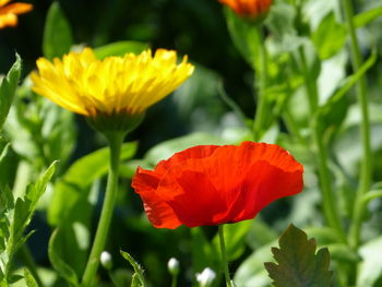 Close-up of red flowering plant in park