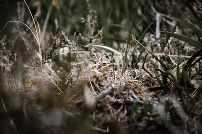 Close-up of plants growing on field