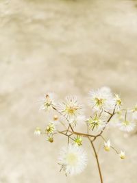 Close-up of white flowering plant