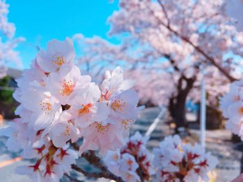 Close-up of pink cherry blossoms