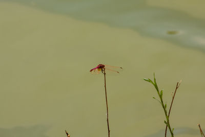 Close-up of dragonfly on plant