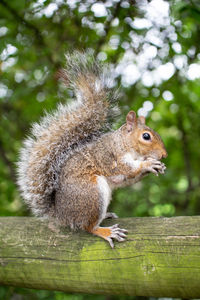 Close-up of squirrel on tree