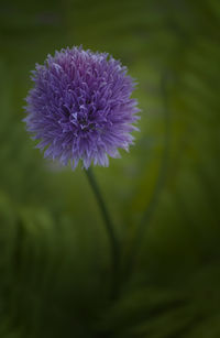 Close-up of purple flowers