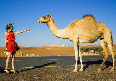 Young woman in red dress raise hand to desert camel