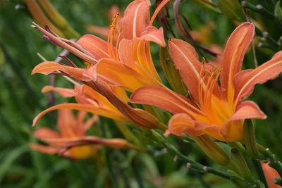 Close-up of orange lily blooming outdoors