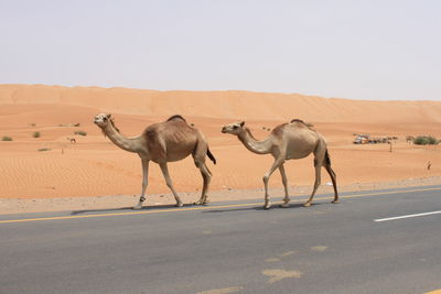 Camels walking on roadside at desert against clear sky