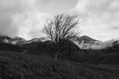 View of tree on mountain against cloudy sky