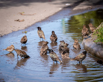 View of birds in lake